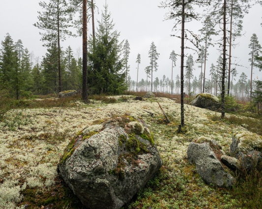 &amp;nbsp; Palaneenkallio, Letku, Tammela, Kanta-H&amp;auml;me, 03.11.2019 Piste 011, havumets&amp;auml;t kivenn&amp;auml;ismaalla 60.6639&amp;deg;N&amp;nbsp; 23.7310&amp;deg;E&amp;nbsp; 140 m