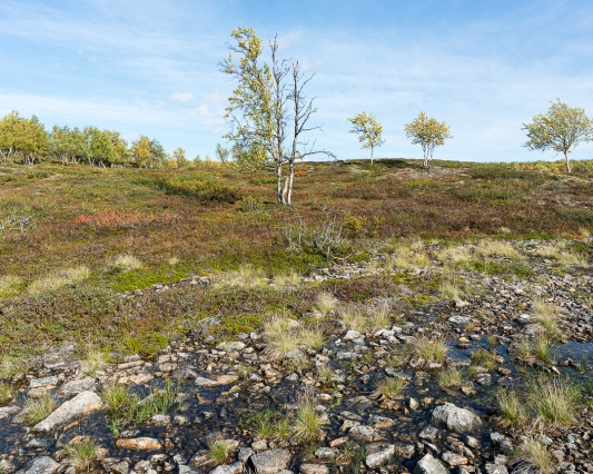 &amp;nbsp; Baikajohka (Paskajoki), Paistunturin er&amp;auml;maa-alue, Utsjoki, Lappi, 03.09.2020 Piste 084, varvikot ja nummet 69.5109&amp;deg;N&amp;nbsp; 26.0651&amp;deg;E&amp;nbsp; 375 m