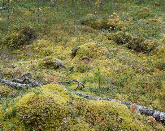 &amp;nbsp; Lohiniva, Rovaniemi, Lappi, 06.09.2020 Piste 033, havumets&amp;auml;t kivenn&amp;auml;ismaalla 67.1655&amp;deg;N&amp;nbsp; 25.0163&amp;deg;E&amp;nbsp; 171 m