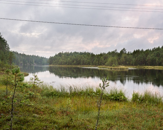 Poikkipuoliainen, Kelti&amp;auml;inen, Somerniemi, 11.08.2019 Piste 010, havumets&amp;auml;t turvemaalla 60.6442&amp;deg;N&amp;nbsp;&amp;nbsp;23.7555&amp;deg;E&amp;nbsp;&amp;nbsp;127 m